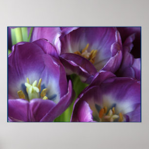 Poster Tulipes violettes vibrantes
