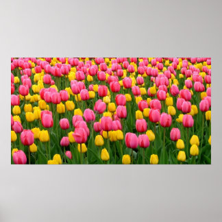 Poster Tulips 1