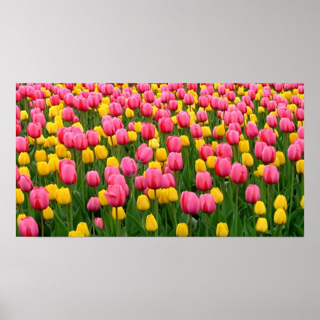 Poster Tulips 1 (Devant)