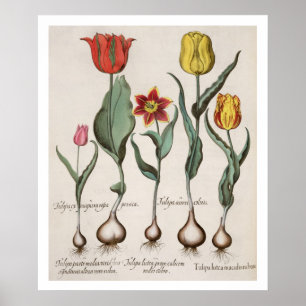 Poster Tulips: 1.Tulipa lutea maculis rubens; 2.Tulipa au
