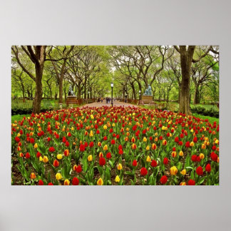 Poster Tulips Central Park NYC
