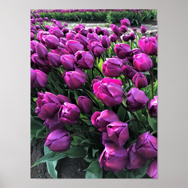 Poster Tulips de Purple (Devant)