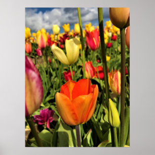 Poster Tulips du Colorful