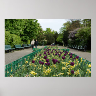 Poster Tulips du parc de Prague - Fleurs de printemps vio