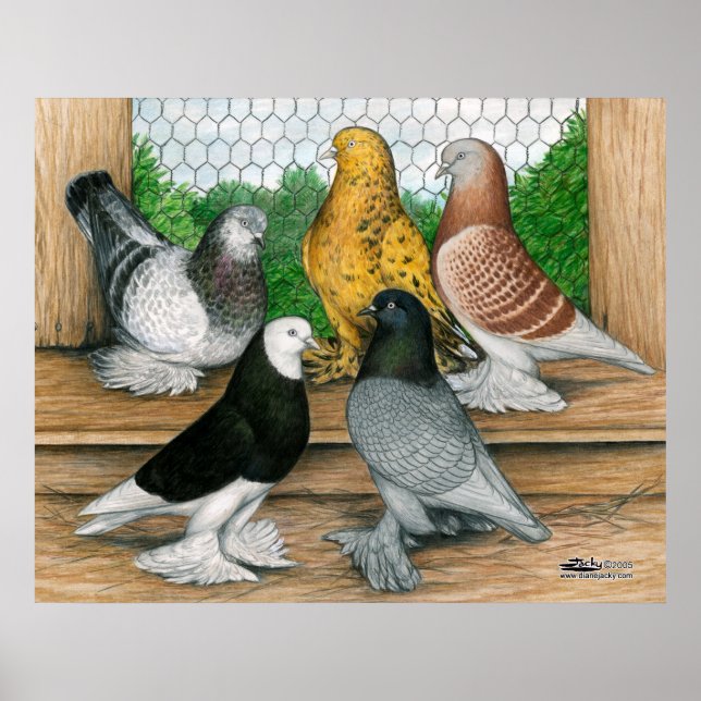 Poster Tumblers à l'ouest de l'Angleterre (Devant)