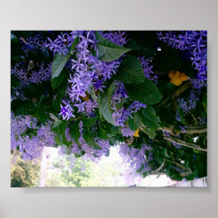 Poster Tunnel de la glycine au Panama