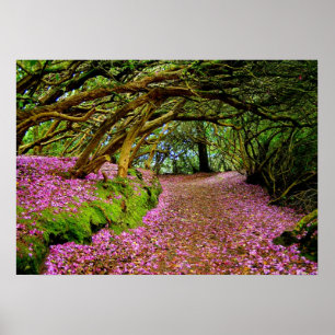 Poster Tunnel de rhododendron de Kenmare -… - Customis
