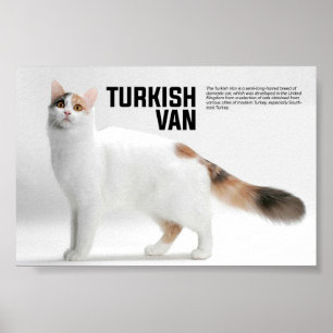 Poster Turc Van Cat