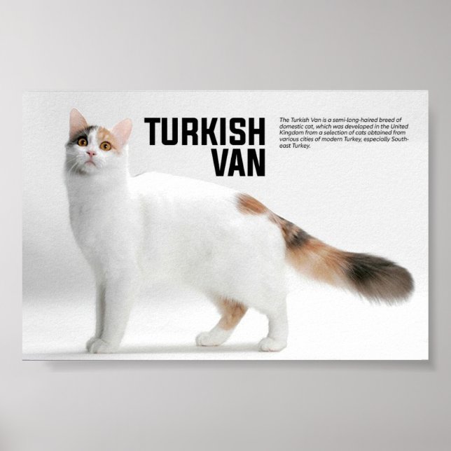Poster Turc Van Cat Breed (Devant)