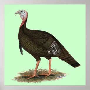 Poster Turkey:  Eastern Wild Tom