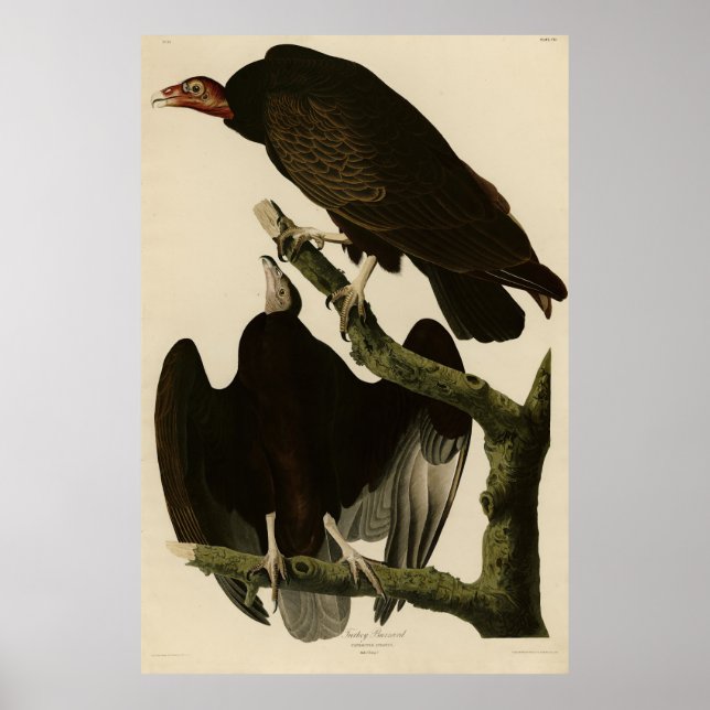 Poster Turquie Buzzard de Audubon's Birds of America (Devant)