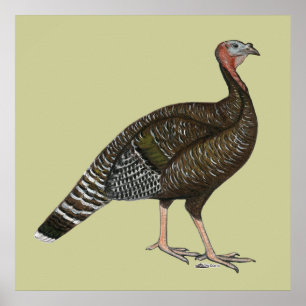 Poster Turquie : Hen de bronze standard