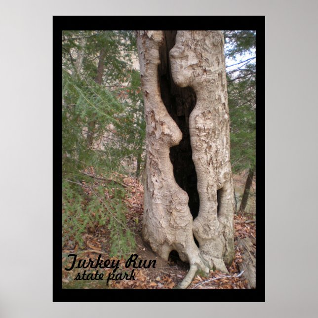 Poster Turquie Run State Park, Hallow Tree (Devant)