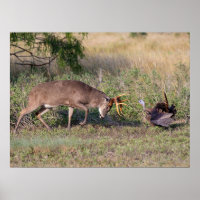 Turquie sauvage aux cerfs de Virginie