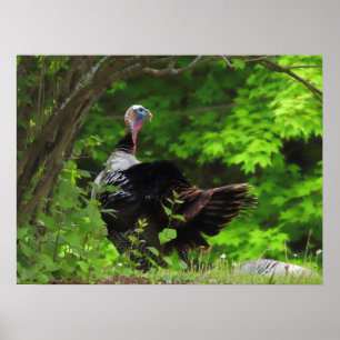 Poster Turquie sauvage mâle mature