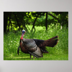 Poster Turquie sauvage mâle mature Afficher des plumes