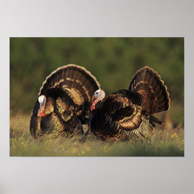 Poster Turquie sauvage, Meleagris gallopavo, mâles (Devant)