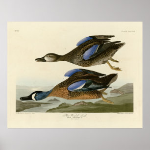 Poster Turquoise à ailes bleues d'Audubon's Birds of Amer