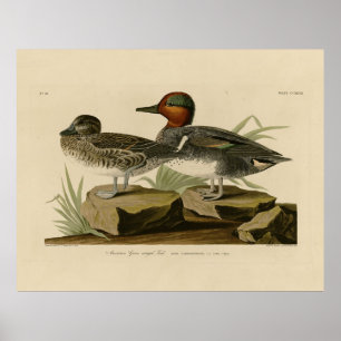 Poster Turquoise d'ailée verte américaine d'Audubon