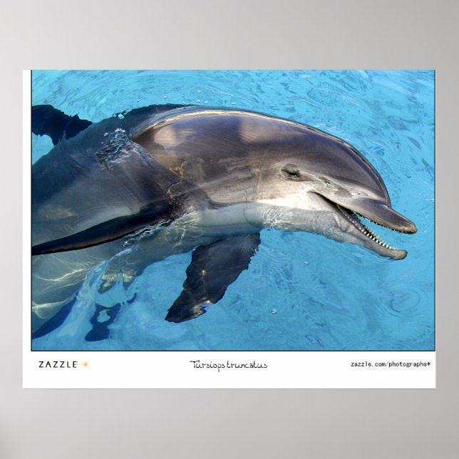 Poster Tursiops Truncatus (Devant)