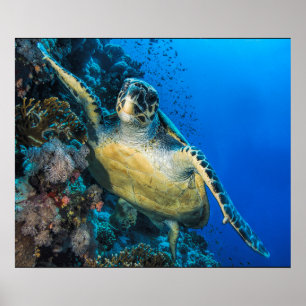Poster Turtle de la mer verte   Mer rouge