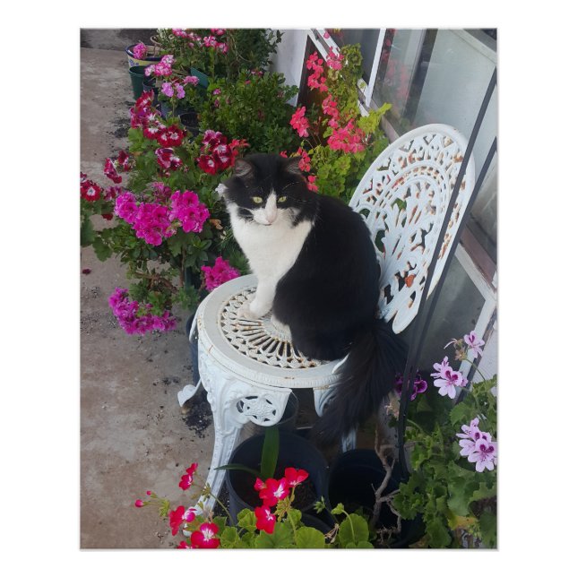 Poster Tuxedo Cat Maroon Dark Pink Cats and Flowers (Devant)