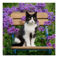 Tuxedo cat sitting on a garchair with flowers