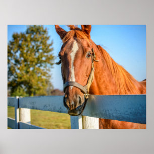 Poster Twilight Rose   Cheval de course Pur-sang