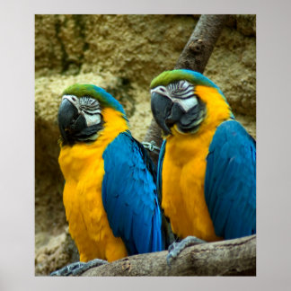 Poster Twin Beaks