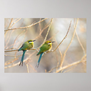 Poster Two Bee-eaters
