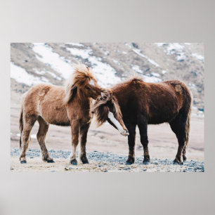 POSTER TWO BROWN HORSES ON FIELD