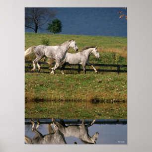Poster Two Dapple Grey Percheron Horses Running