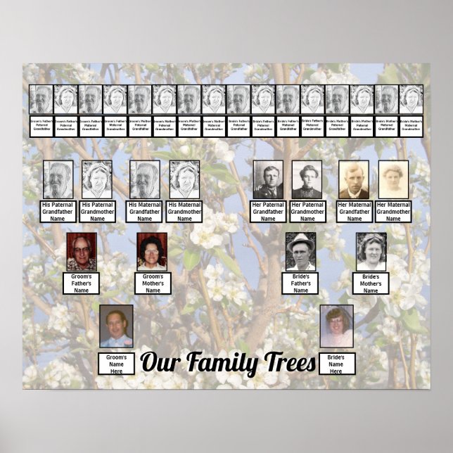 Poster Two Family Trees on White Blossoms Photo     (Devant)