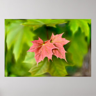 Poster Two maple leaves