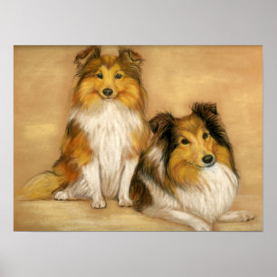 Poster "Two Shetland Sheepdogs" Chien Art Imprimer