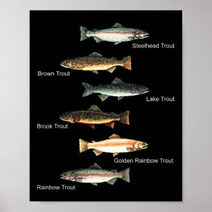 Poster Types de collection d'espèces de truites pêche