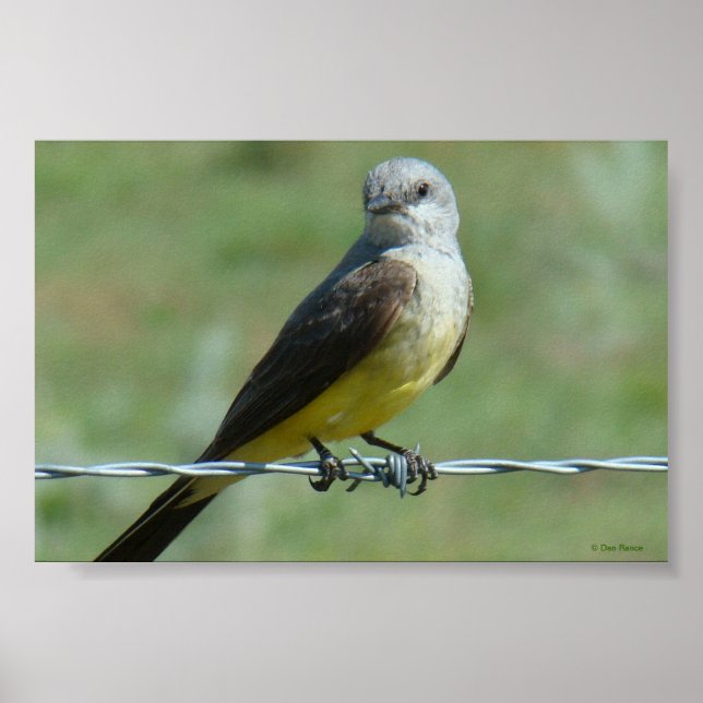 Poster Tyran à bec épais B32 (Devant)