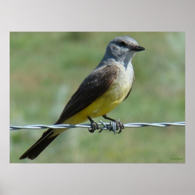 Poster Tyran à bec épais de l'Ouest (Devant)