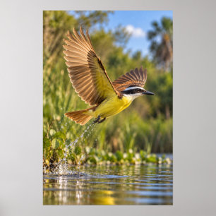 Poster Tyran quiquivi en Vol – Vallée inférieure du Rio G