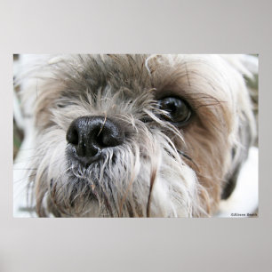 Poster Tzu Shih