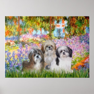 Poster Tzus (trois) -  Jardin
