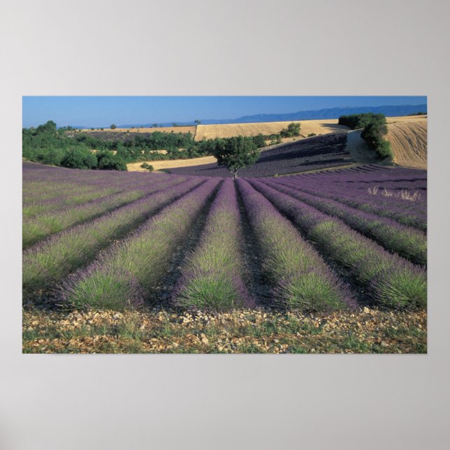 Poster UE, France, Provence, Champs lavande 2 (Devant)