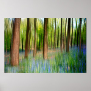 Poster UK England   Bluebell Oak Woodland in Springtime