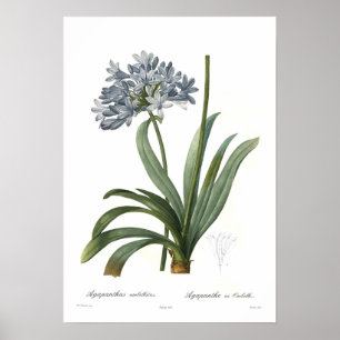 Poster Umbellatus d'Agapanthus