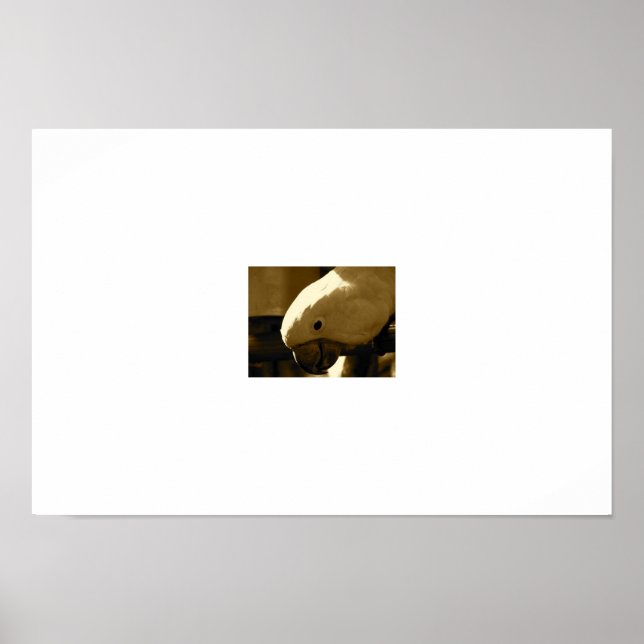 Poster Umbrella Coakatoo (Devant)