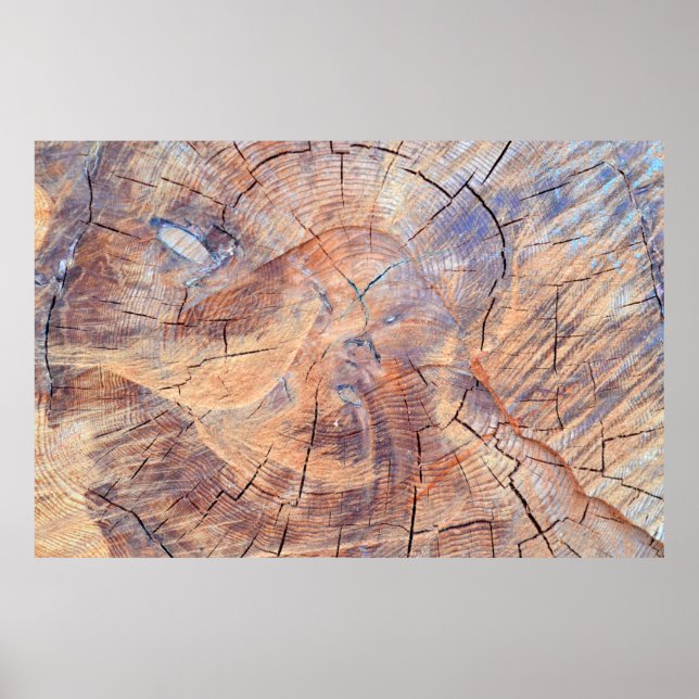 Poster Un arbre coupé. Bois de bois dans les bois. Textur (Devant)