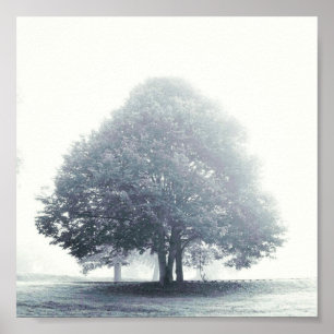 Poster Un arbre dans le brouillard
