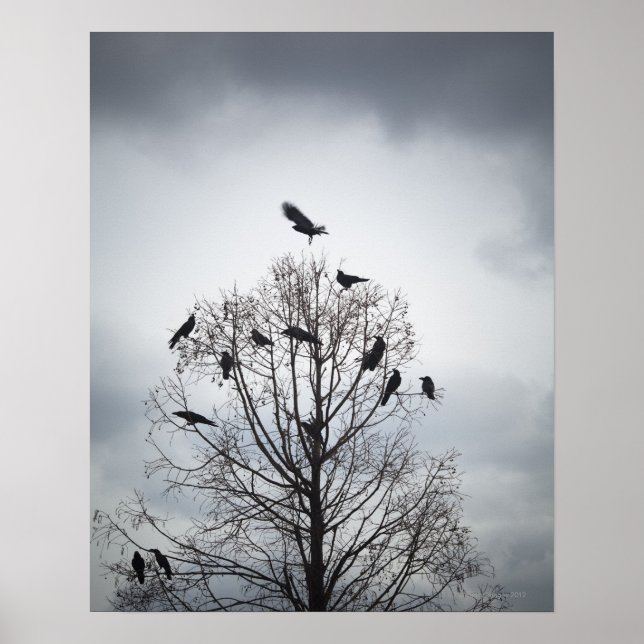 Poster Un arbre dans lequel de nombreux corbeaux reposent (Devant)