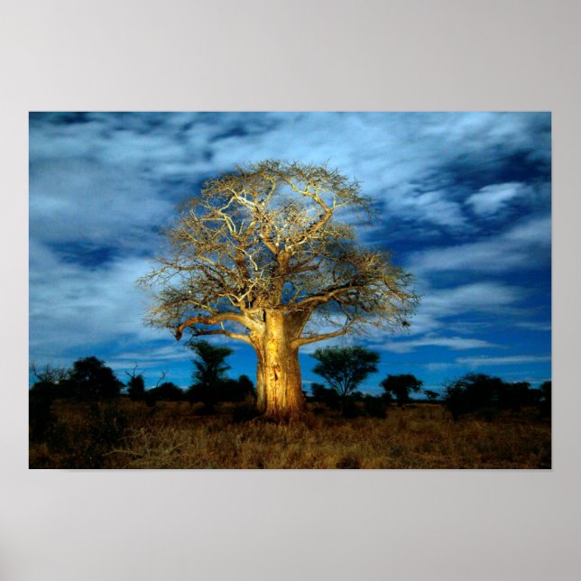 Poster Un Arbre Du Baobab (Adansonia) Éclairé Au Bord De  (Devant)