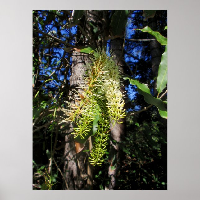 Poster Un arbre sauvage de la Macadamia en fleurs (Devant)
